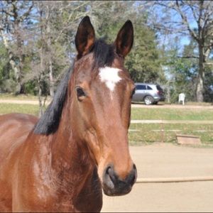 Meet your Posher, Annie